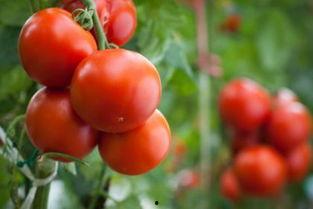 网红男西红柿姓名