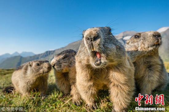 土拨鼠的照片搞笑